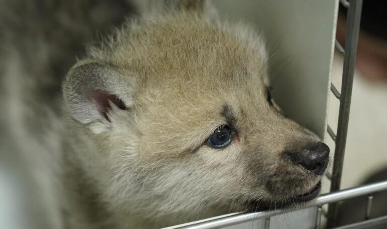 laboratorio-chines-clona-primeiro-lobo-selvagem-do-artico