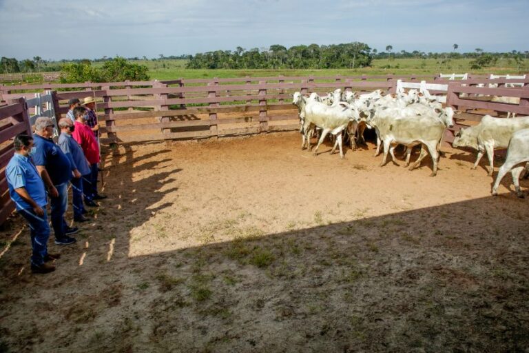 Período para declaração de rebanhos à Agência Idaron vai até 30 de novembro